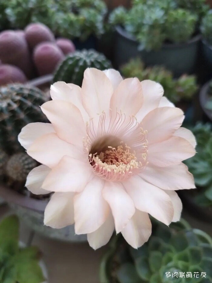 百花齐放的各地多肉