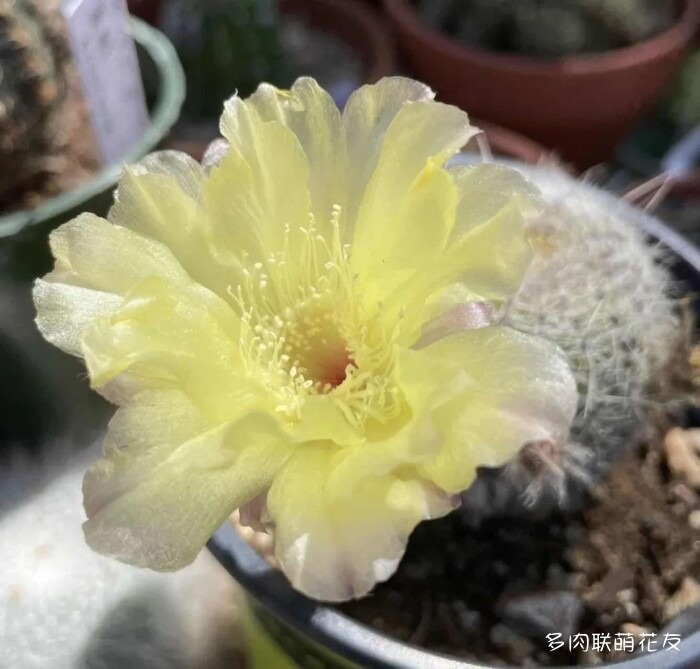 百花齐放的各地多肉
