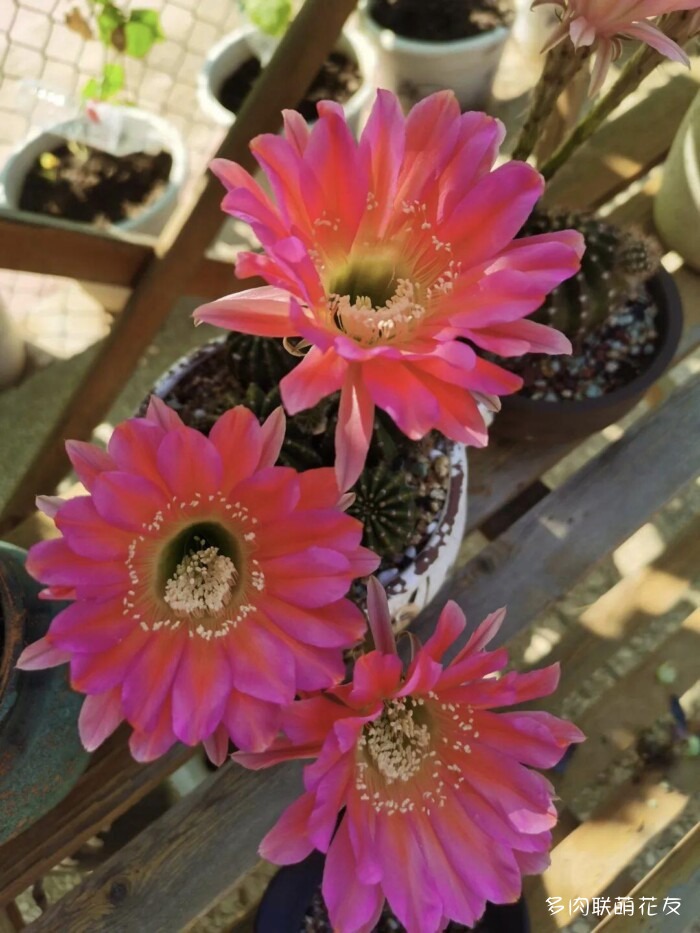 百花齐放的各地多肉