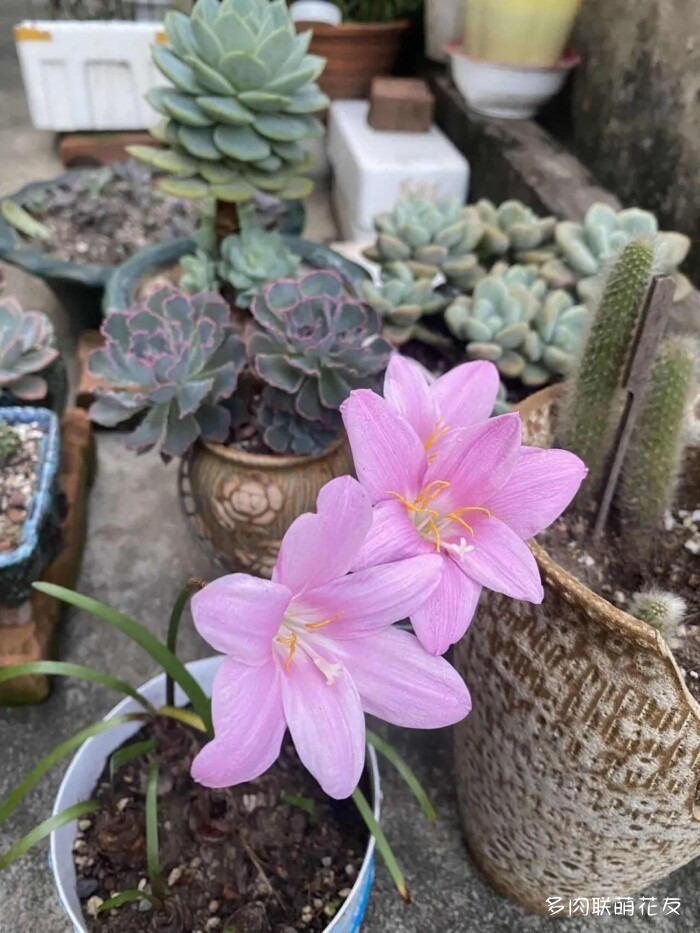 百花齐放的各地多肉