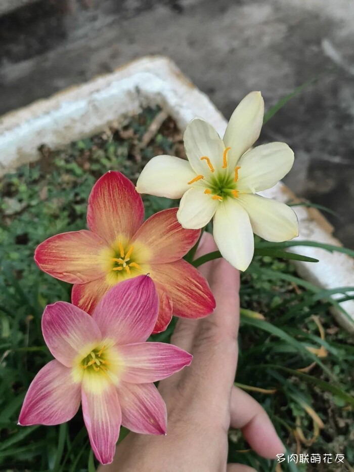 百花齐放的各地多肉