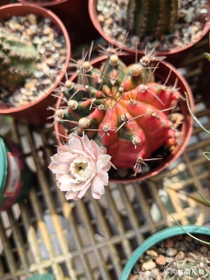 百花齐放的各地多肉