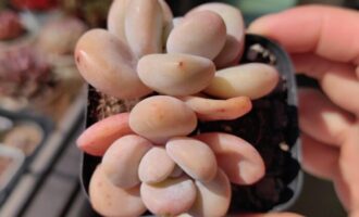 喂，你突然变这么好看，是不是想刀我？
