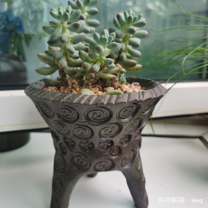 离不开的多肉