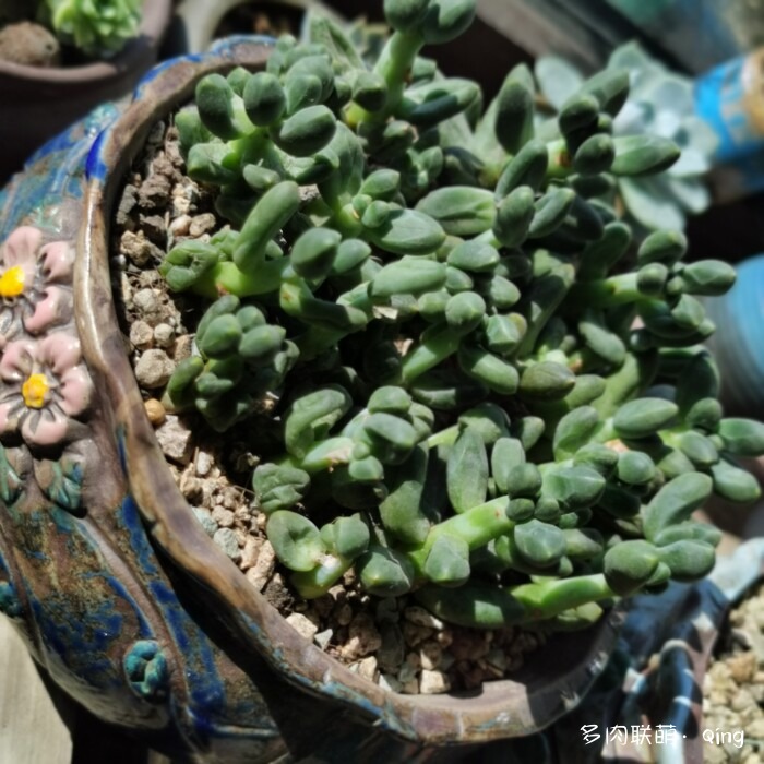 离不开的多肉