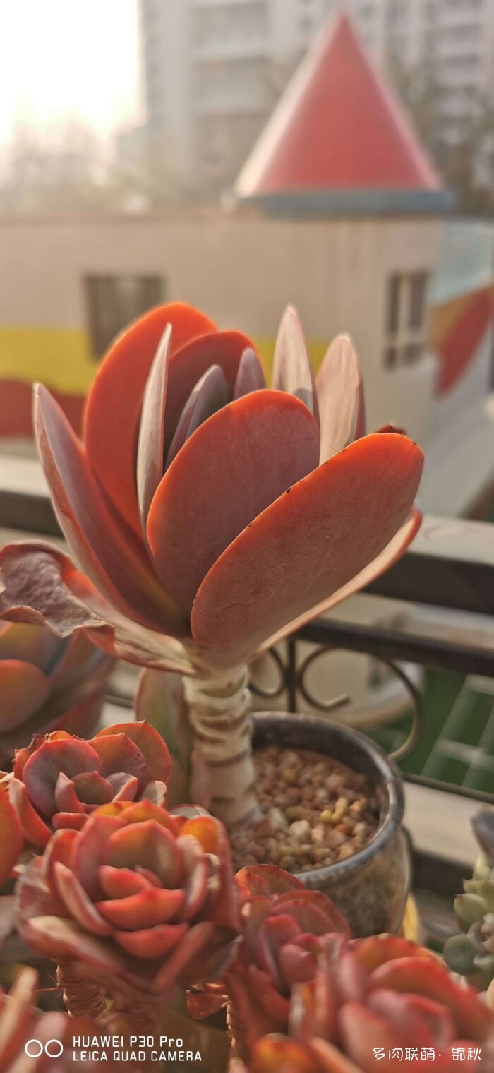 朋友圈的美多肉