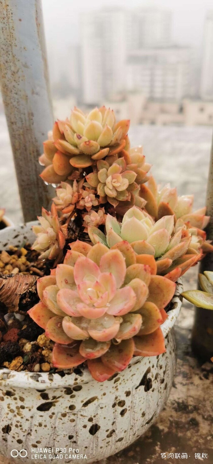 朋友圈的美多肉