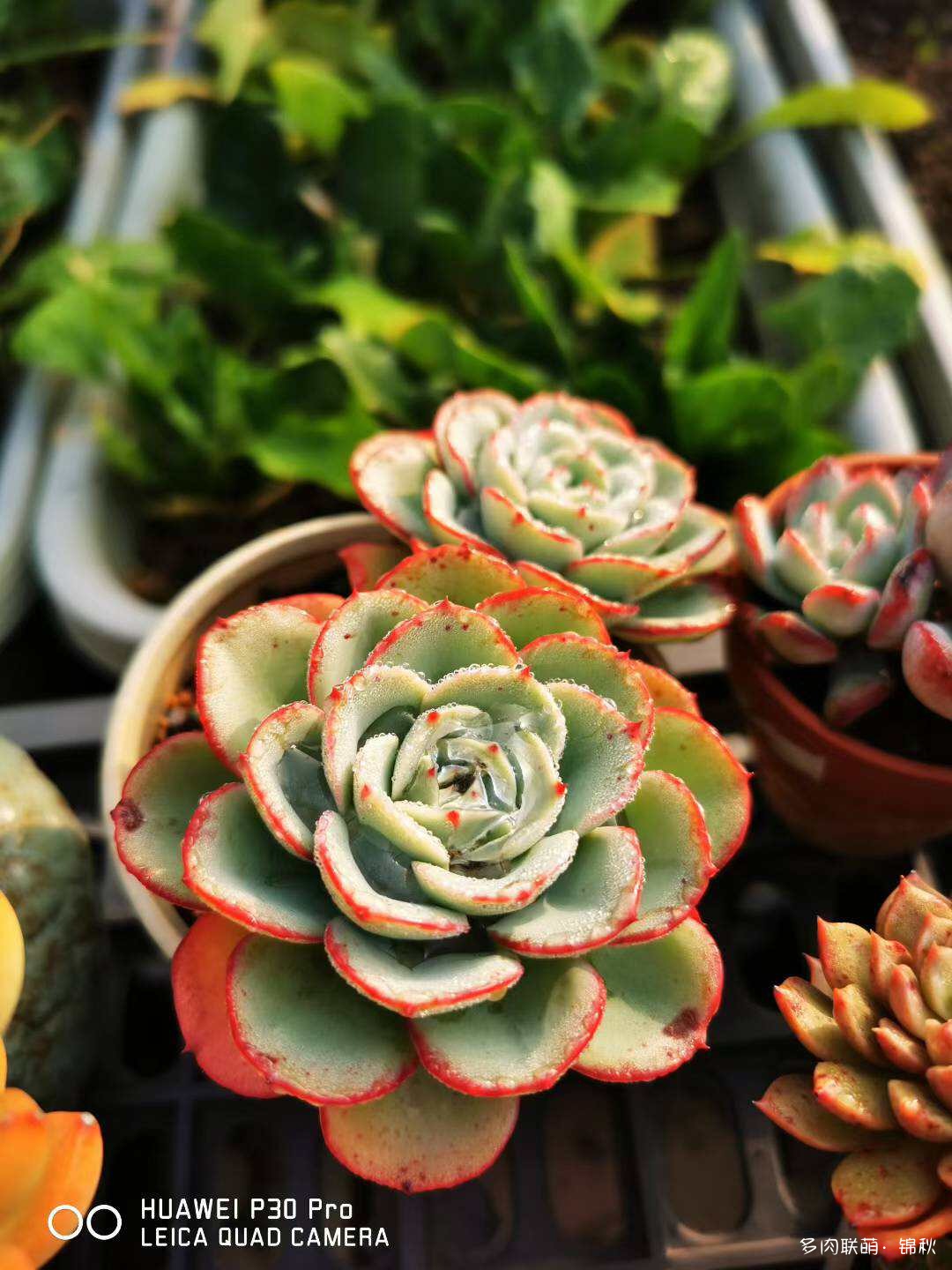朋友圈的美多肉