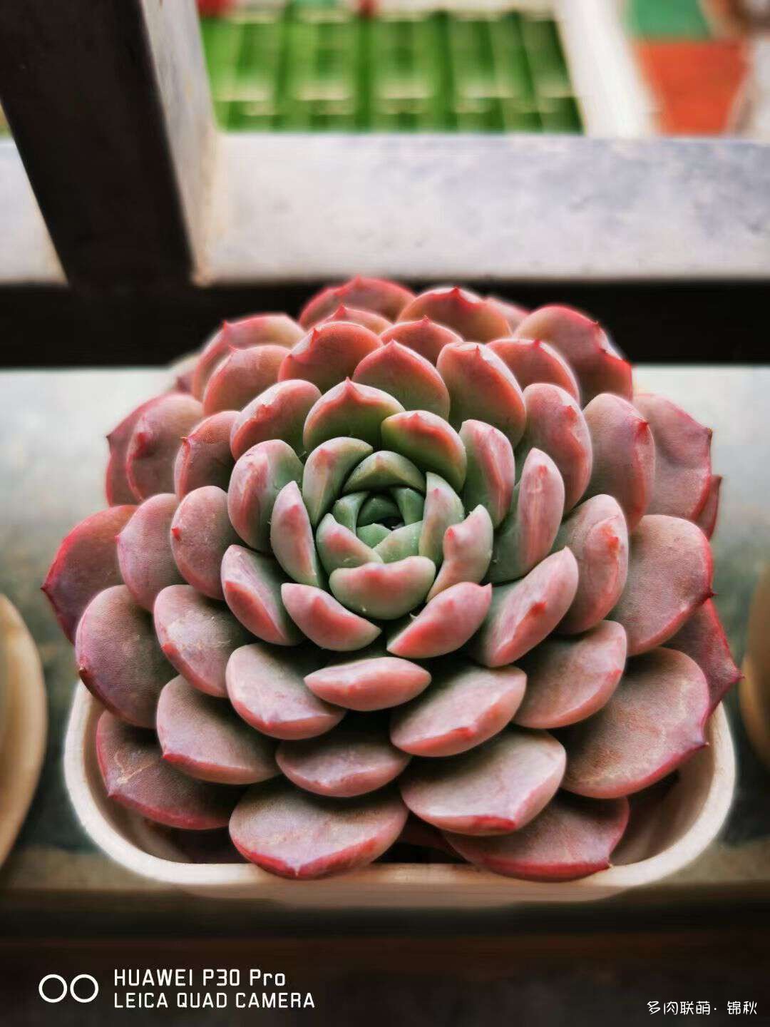 朋友圈的美多肉