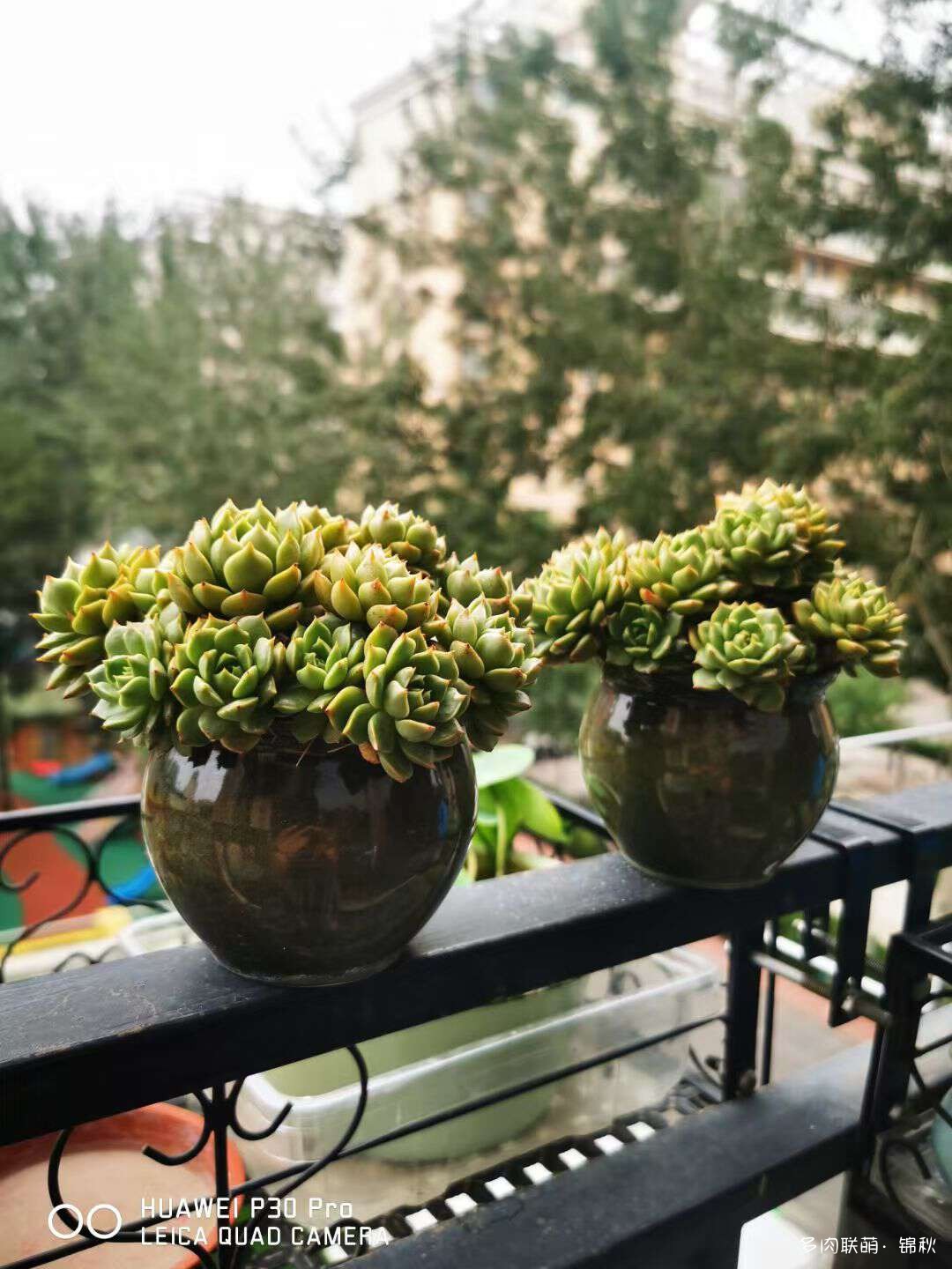 朋友圈的美多肉