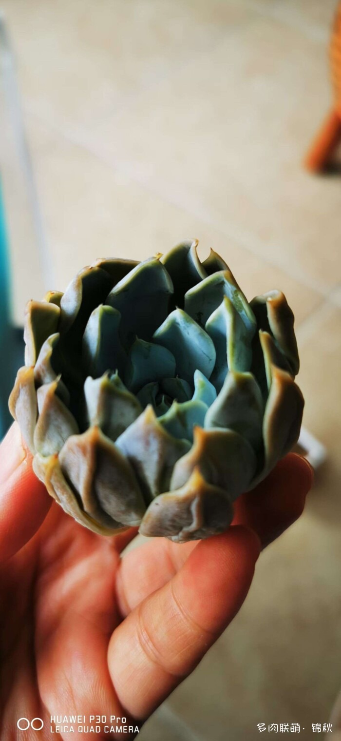 朋友圈的美多肉