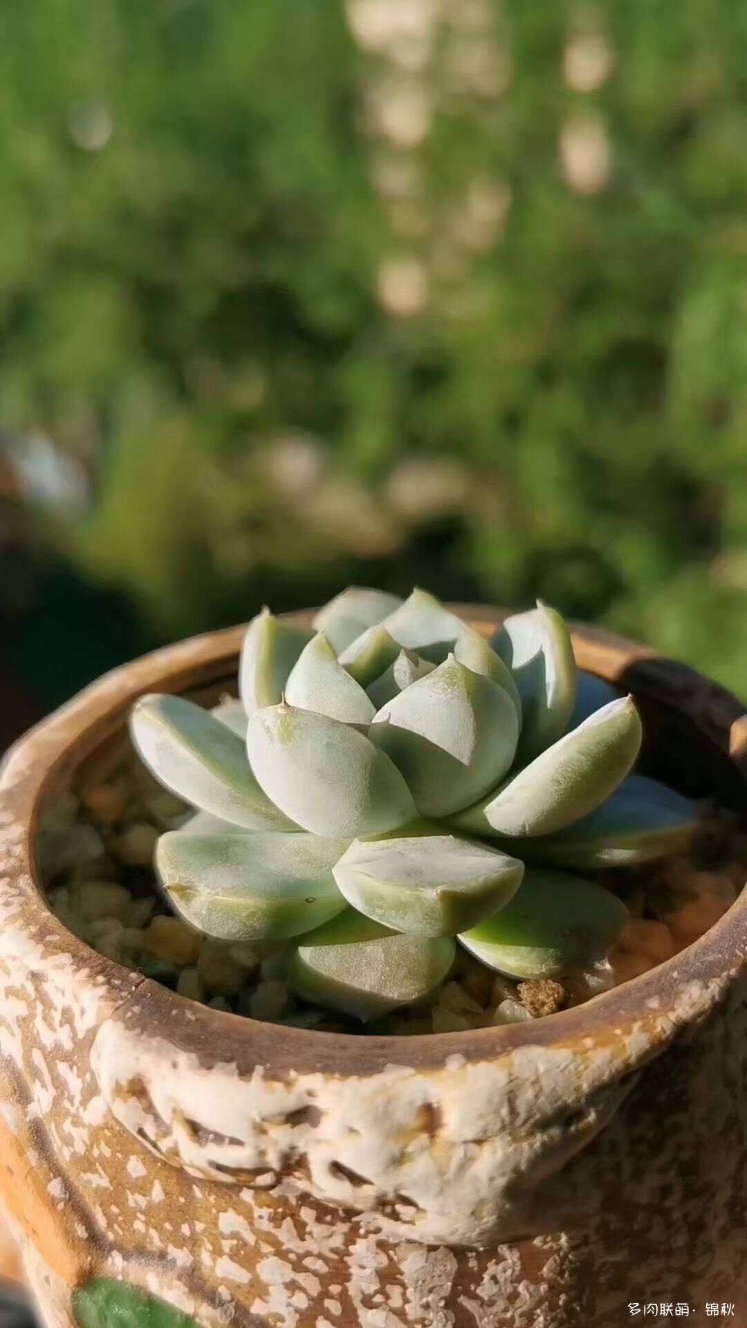 朋友圈的美多肉