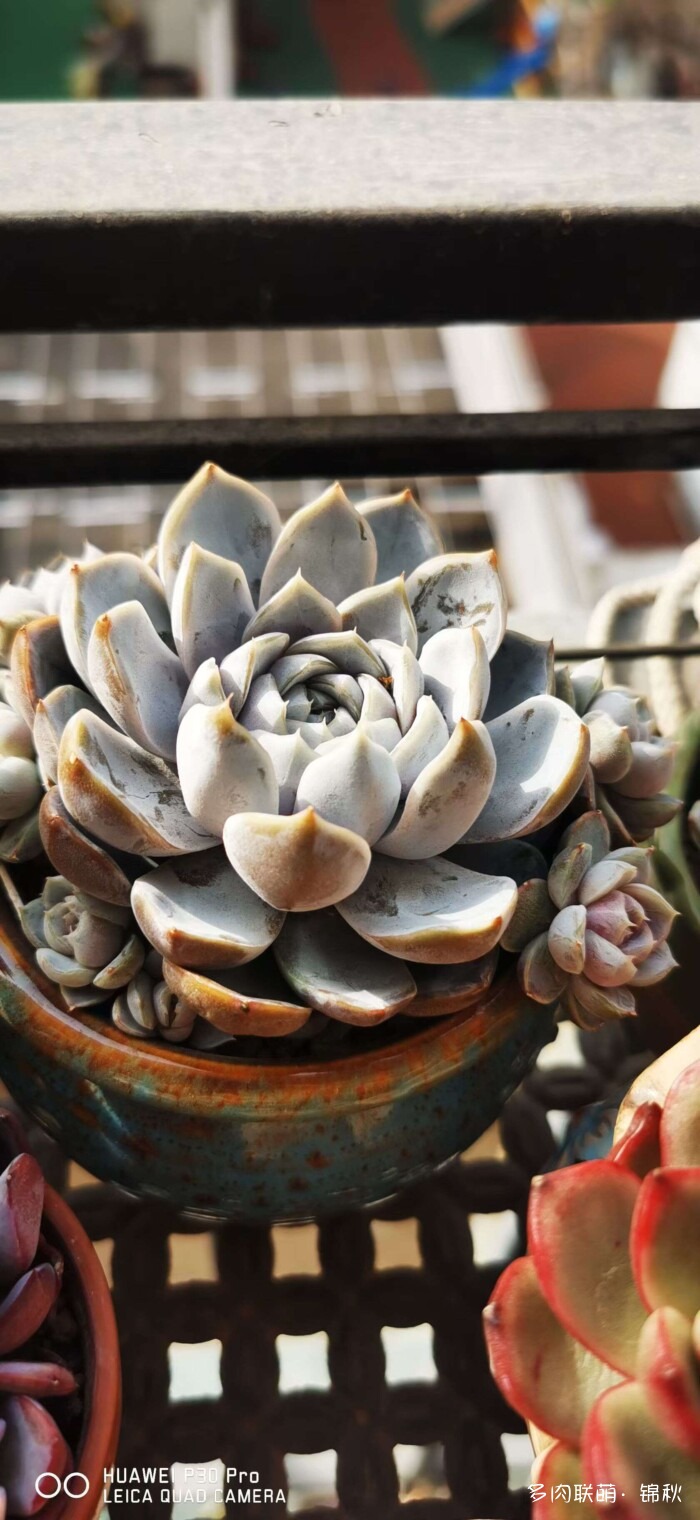 朋友圈的美多肉