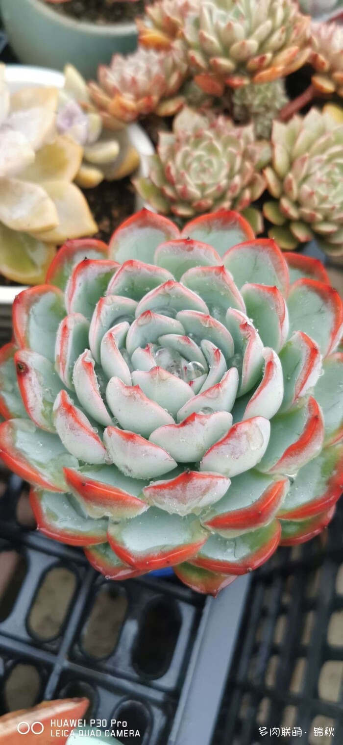 朋友圈的美多肉