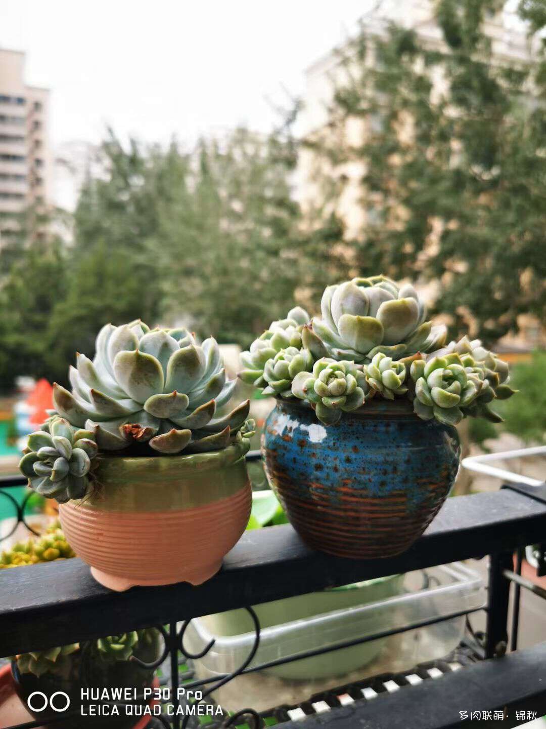朋友圈的美多肉