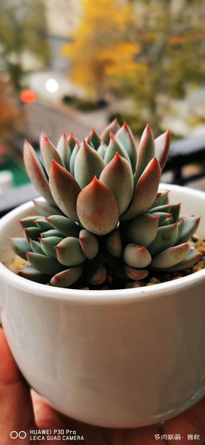 朋友圈的美多肉