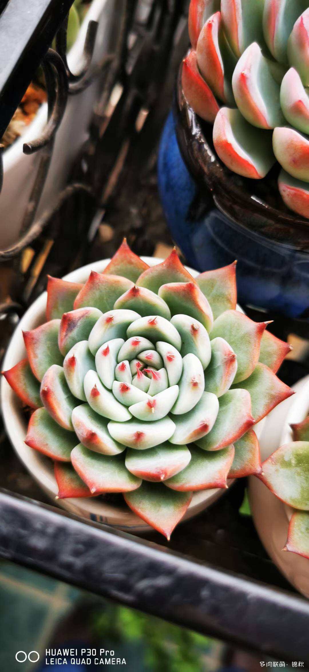 朋友圈的美多肉