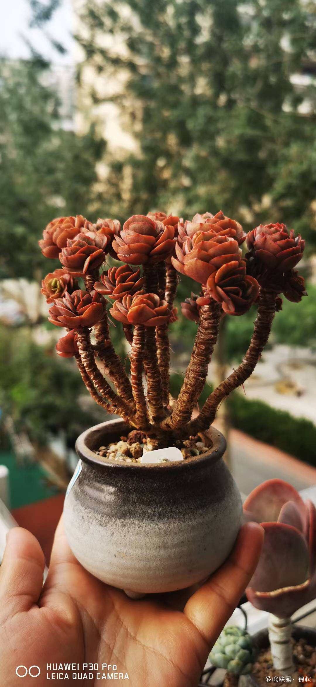 朋友圈的美多肉