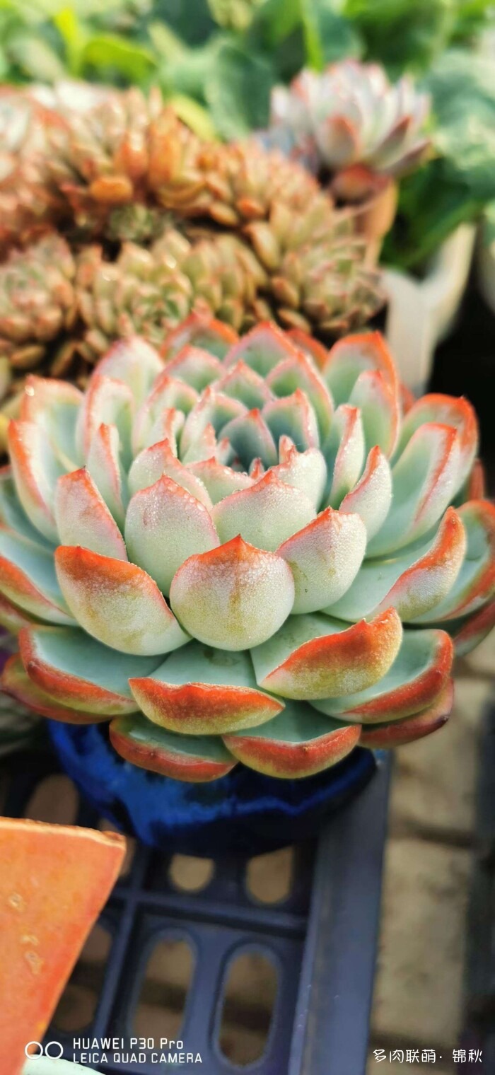 朋友圈的美多肉