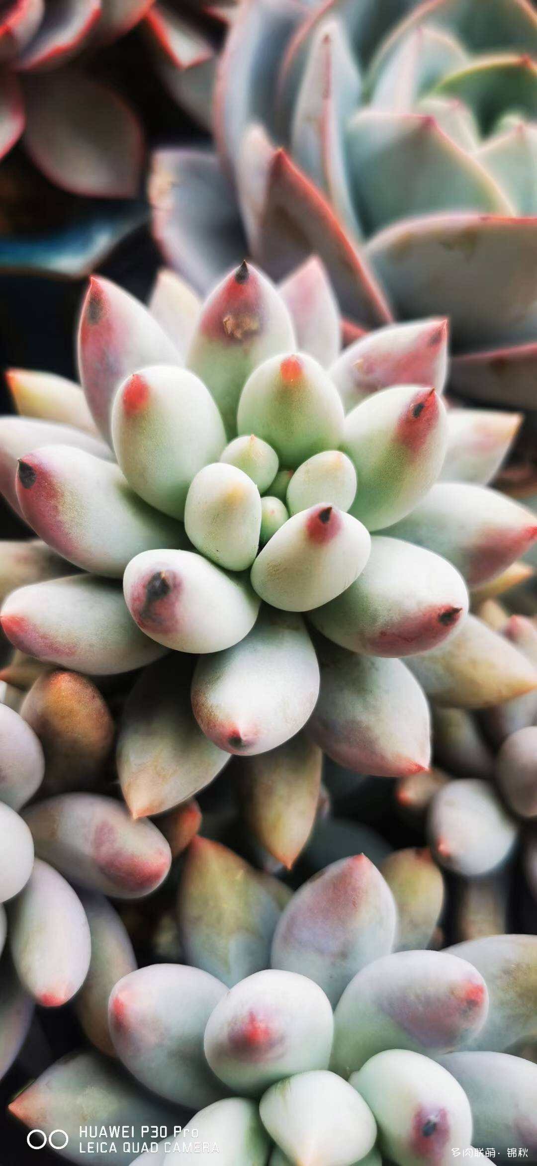 朋友圈的美多肉