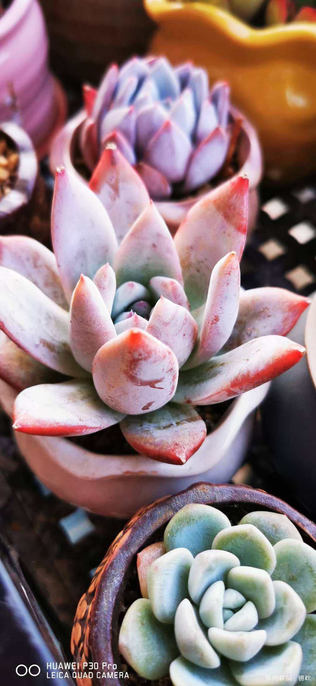 朋友圈的美多肉