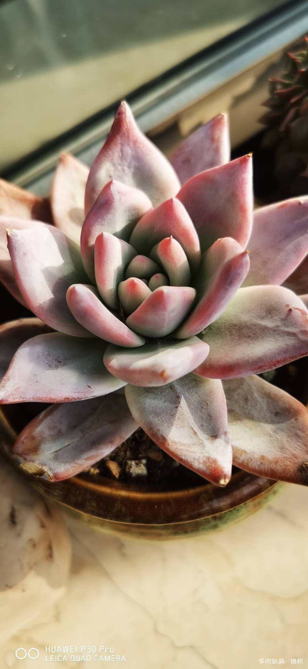朋友圈的美多肉