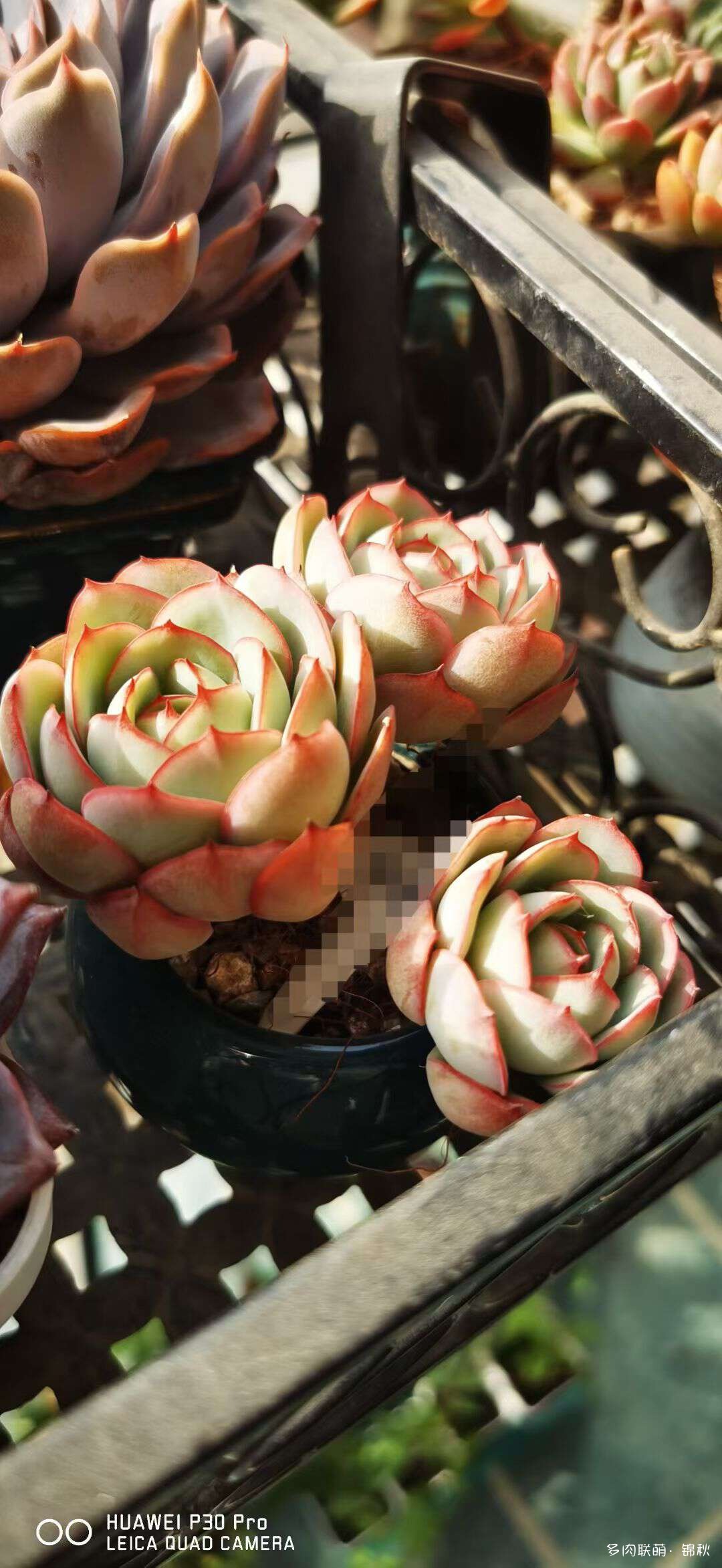 朋友圈的美多肉