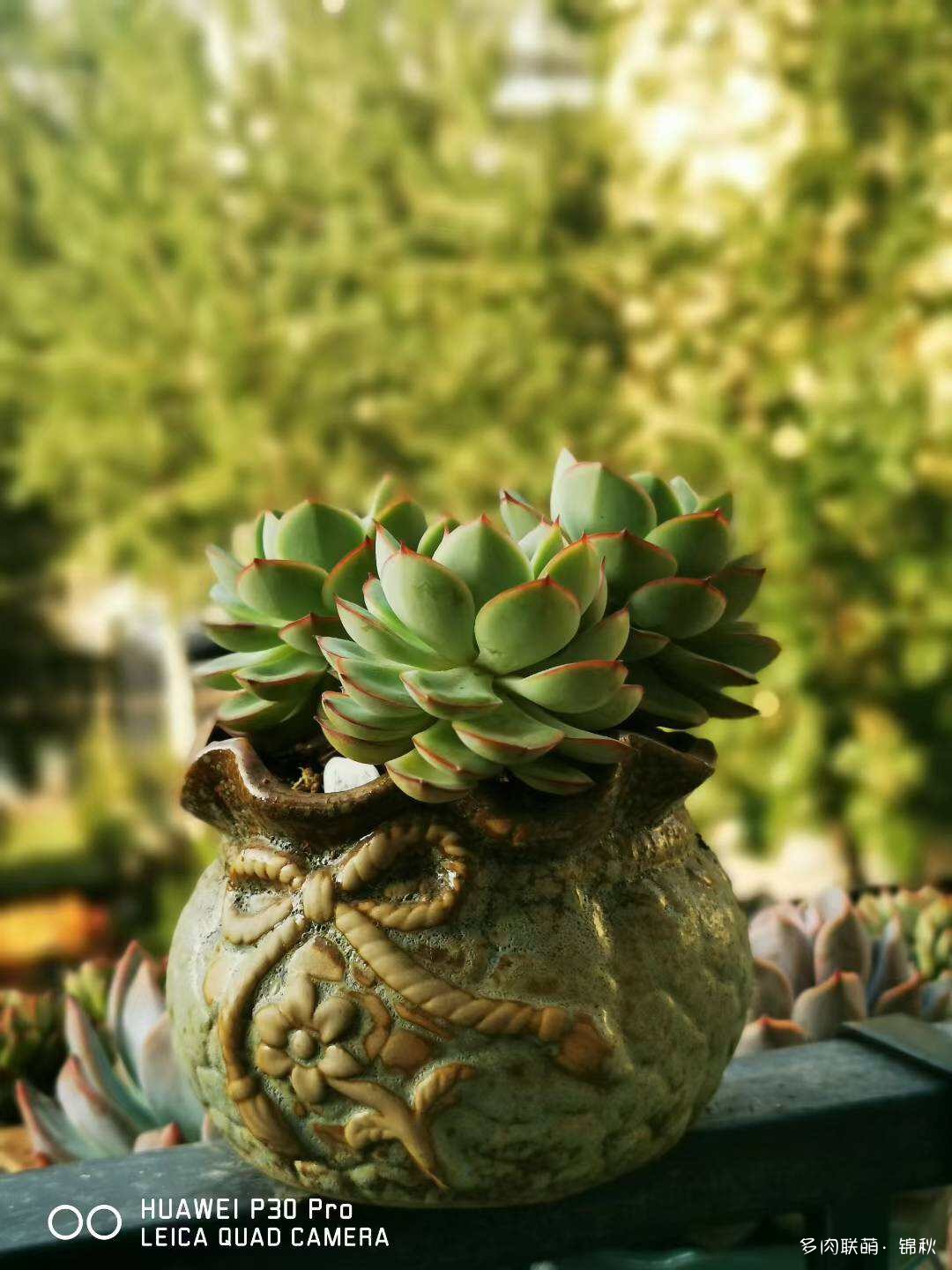 朋友圈的美多肉