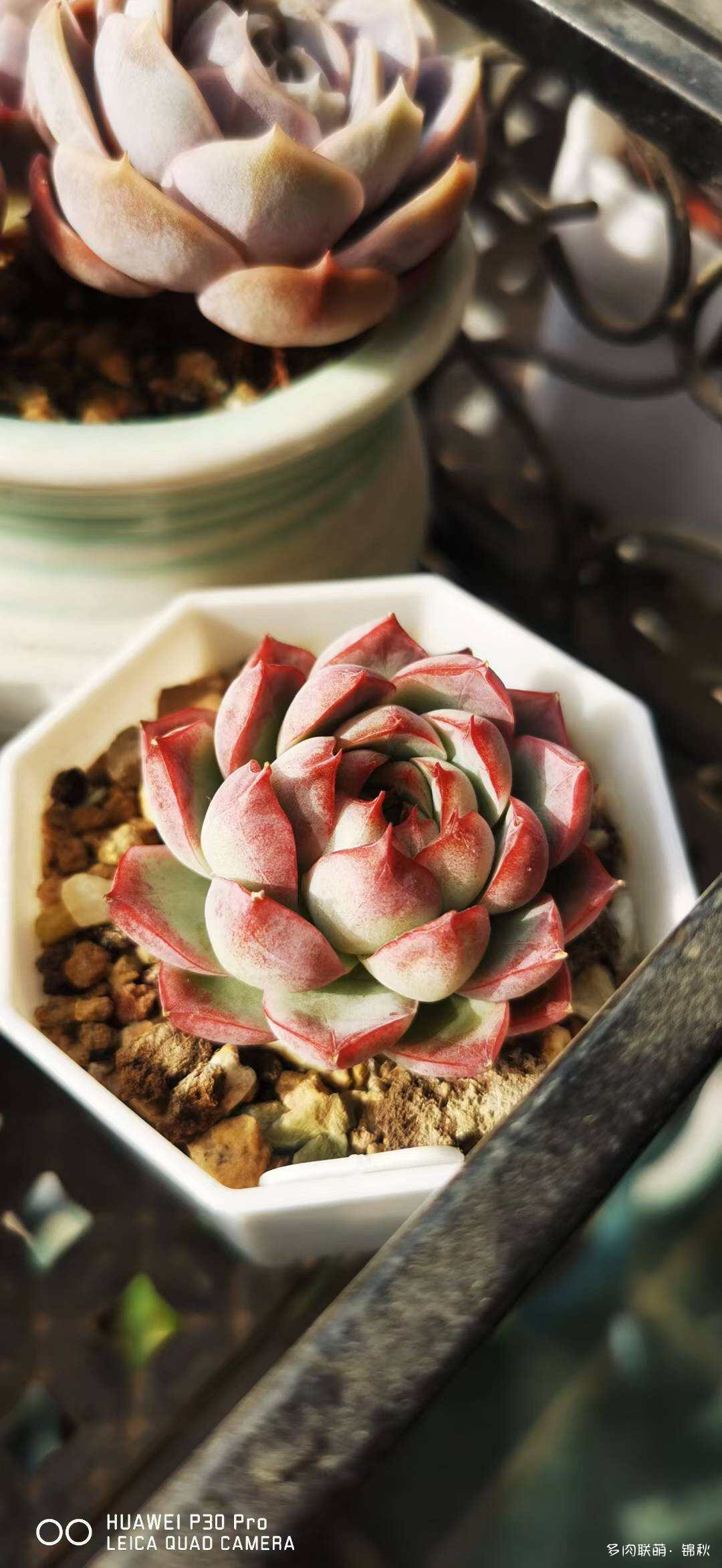 朋友圈的美多肉
