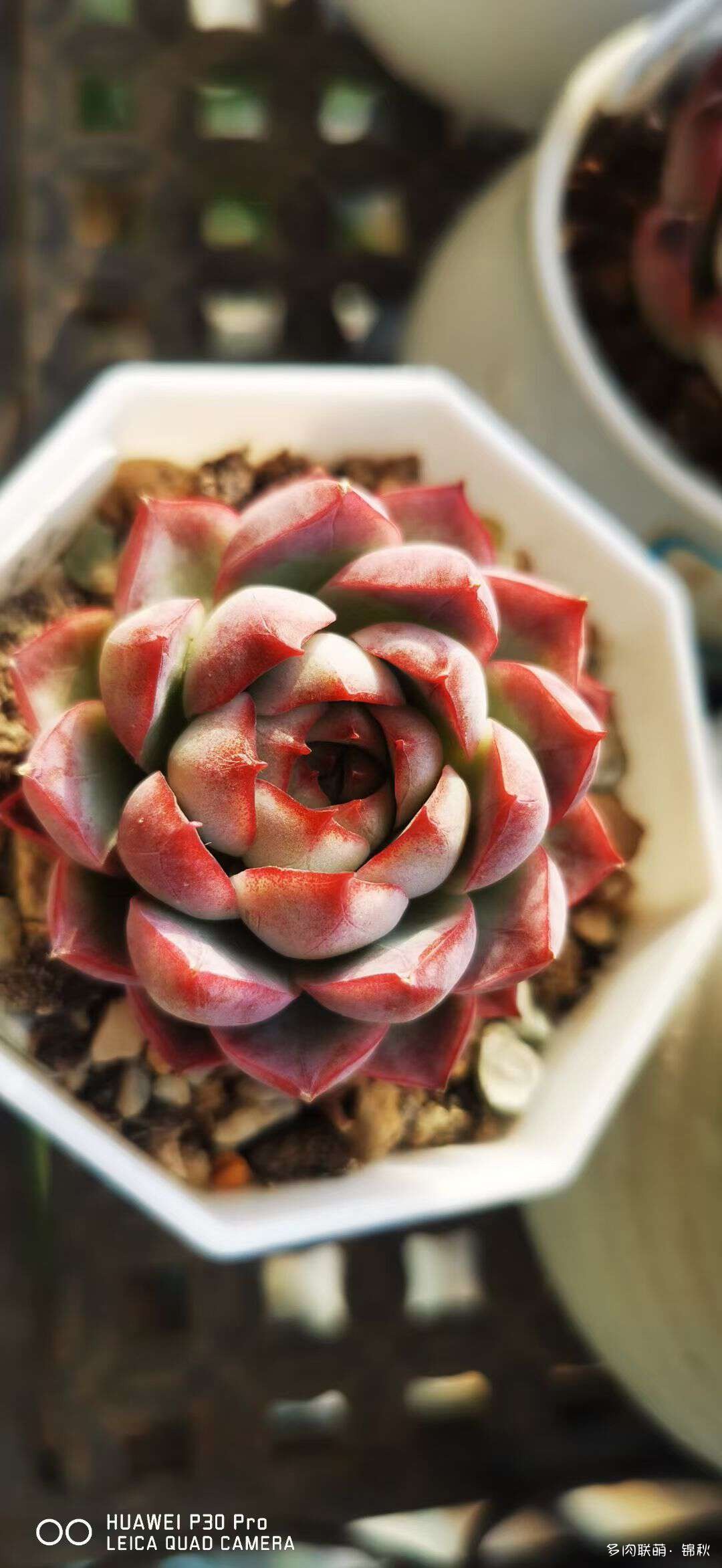 朋友圈的美多肉