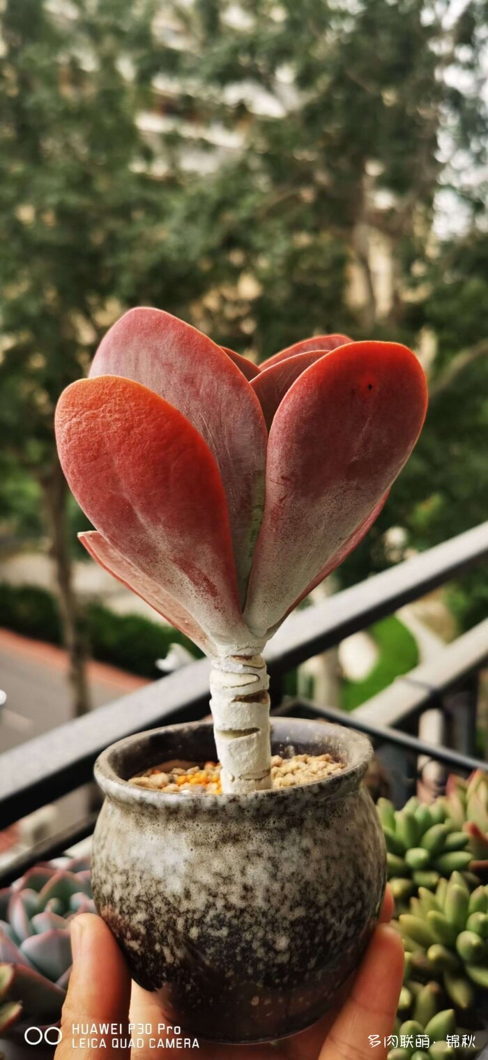 朋友圈的美多肉