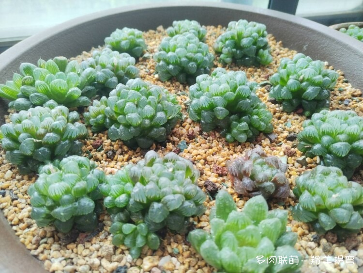 透亮的十二卷