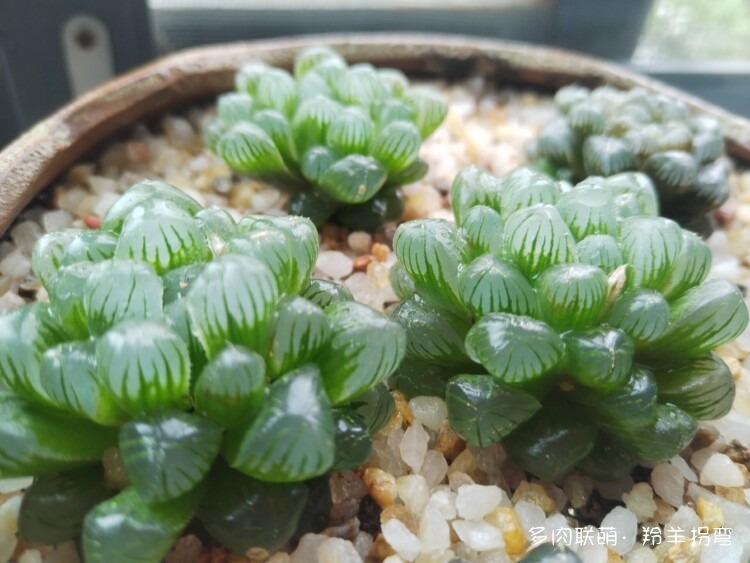 透亮的十二卷