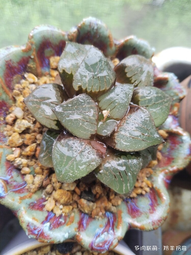 透亮的十二卷