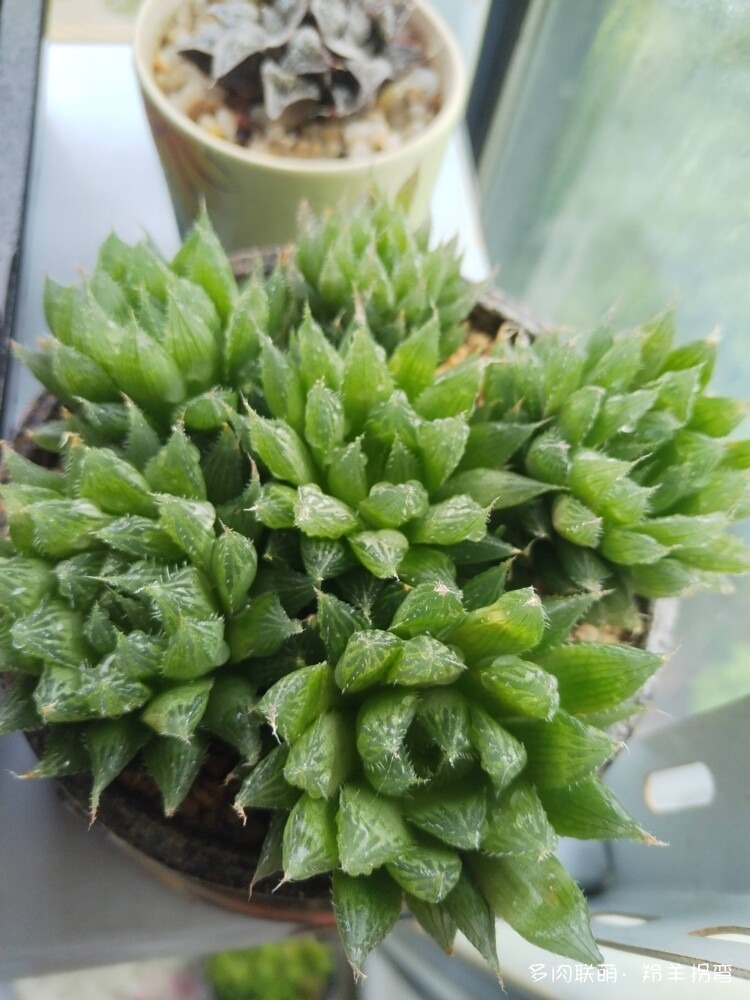透亮的十二卷