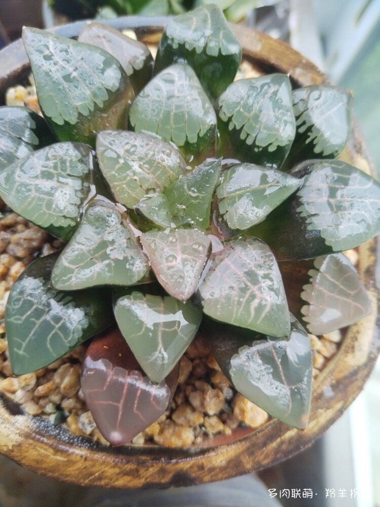 透亮的十二卷