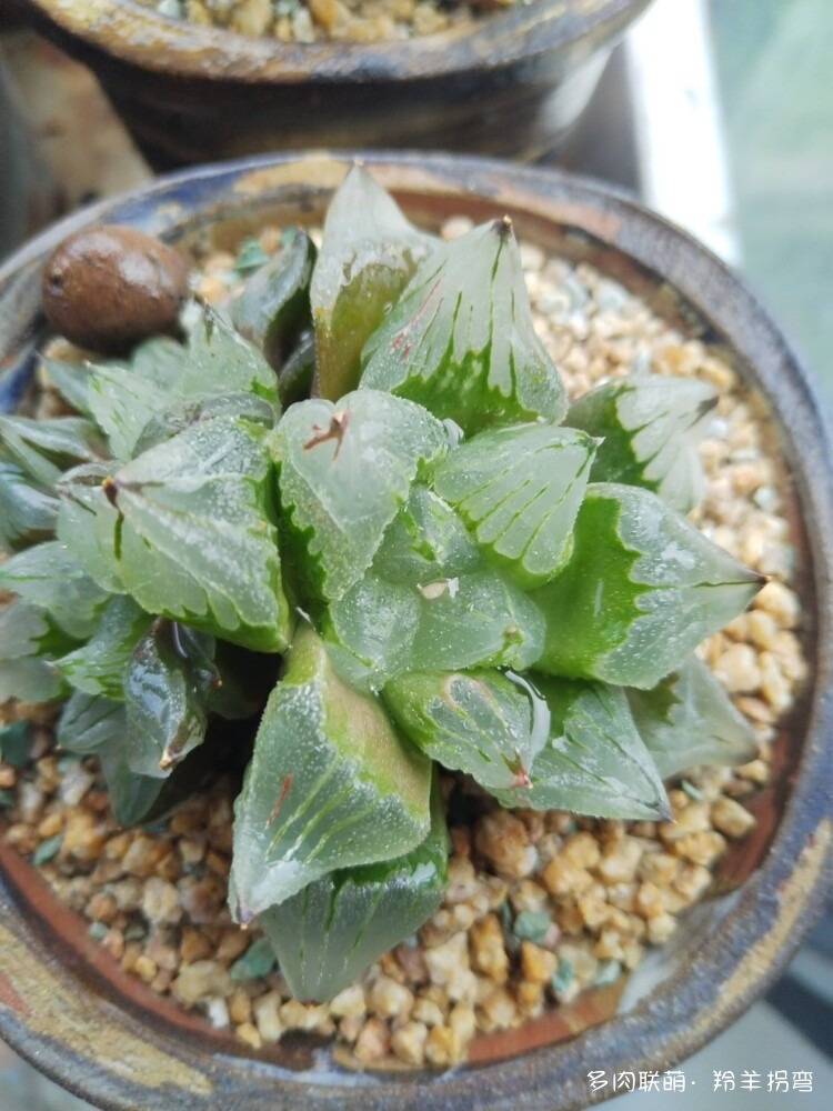透亮的十二卷