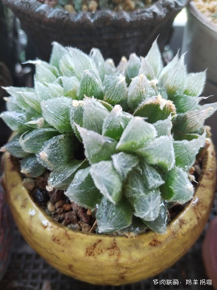 透亮的十二卷
