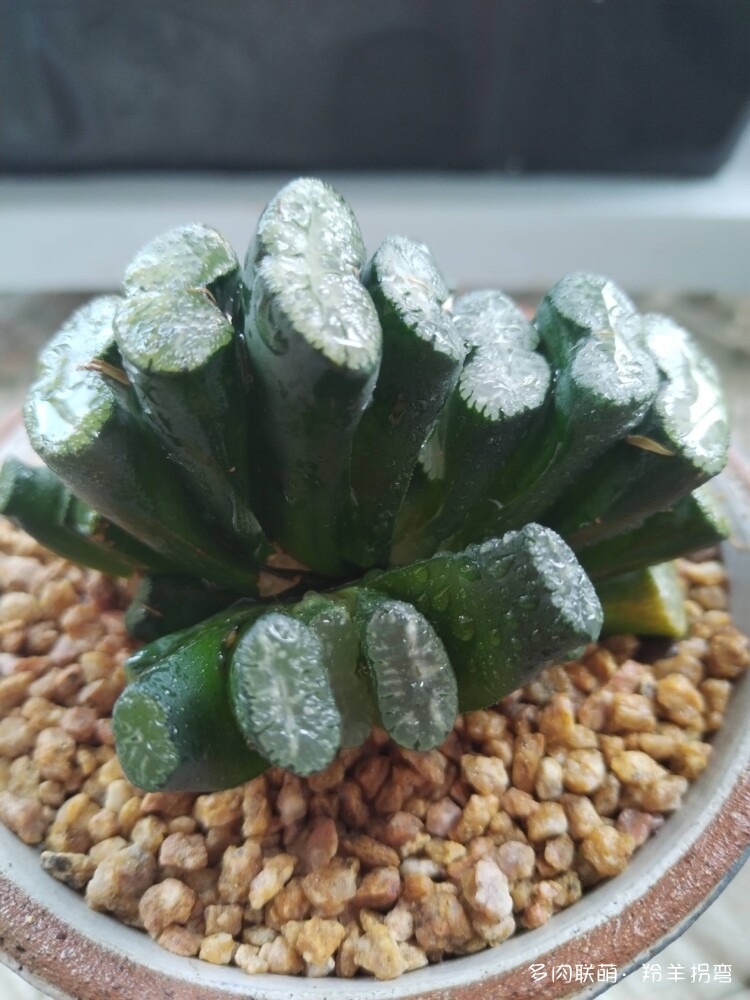 透亮的十二卷