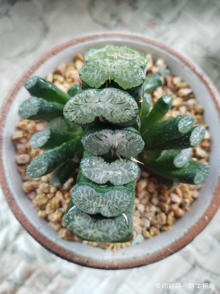 透亮的十二卷