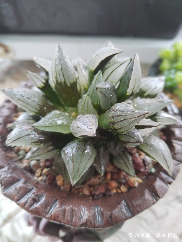 透亮的十二卷