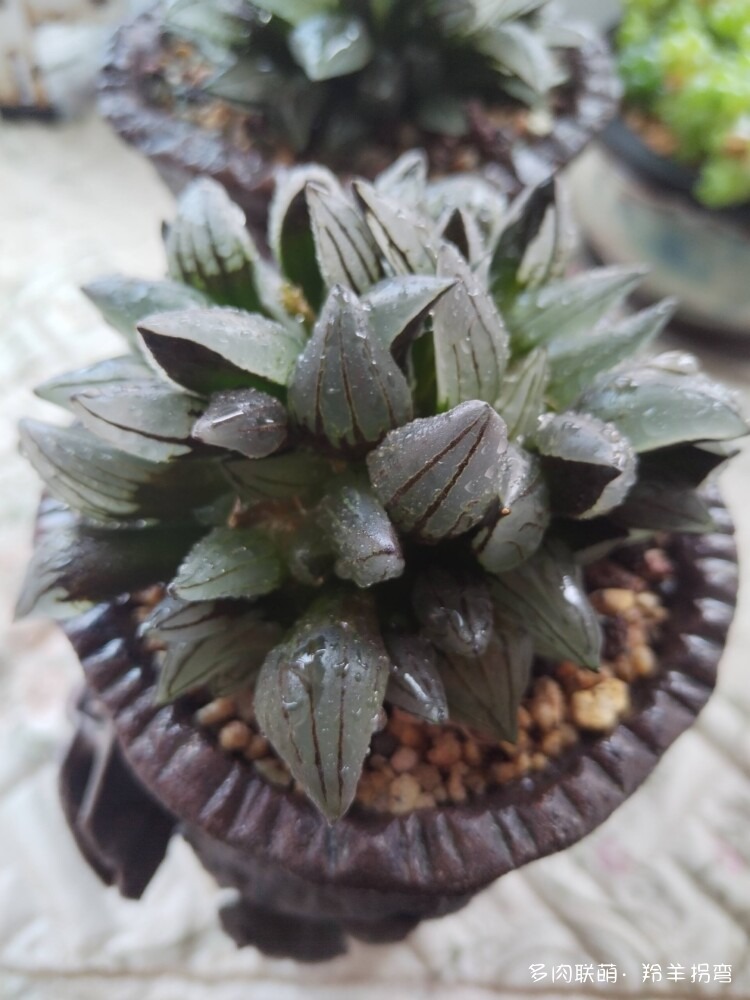透亮的十二卷