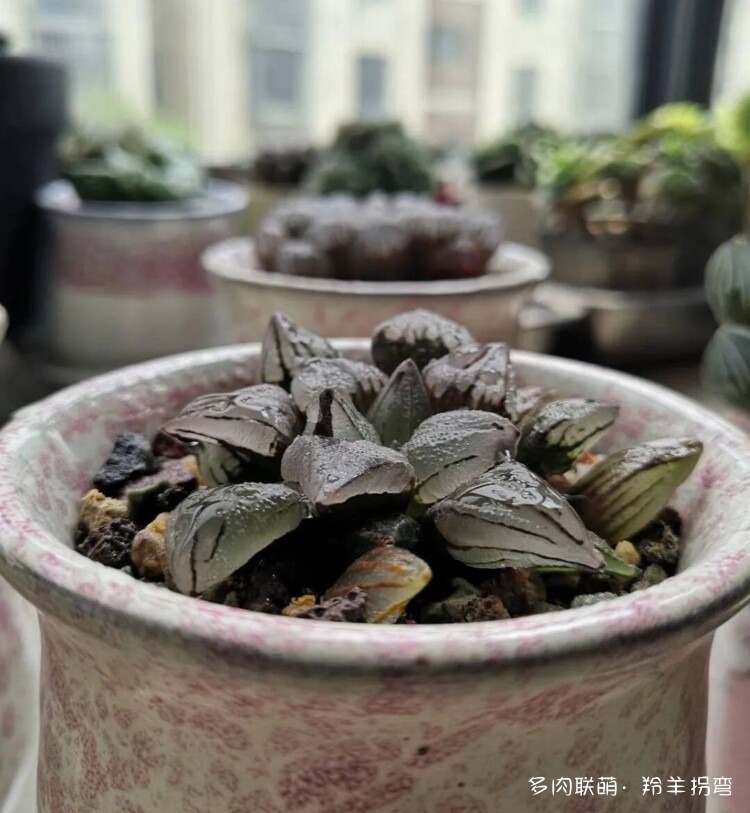 透亮的十二卷