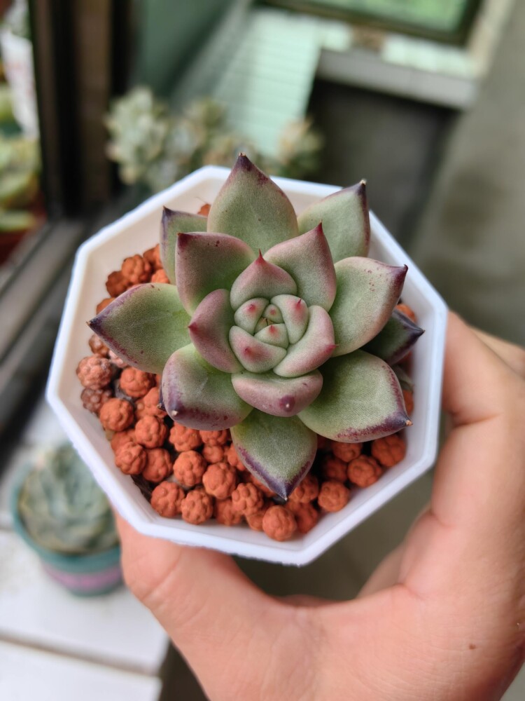 梅雨季的多肉