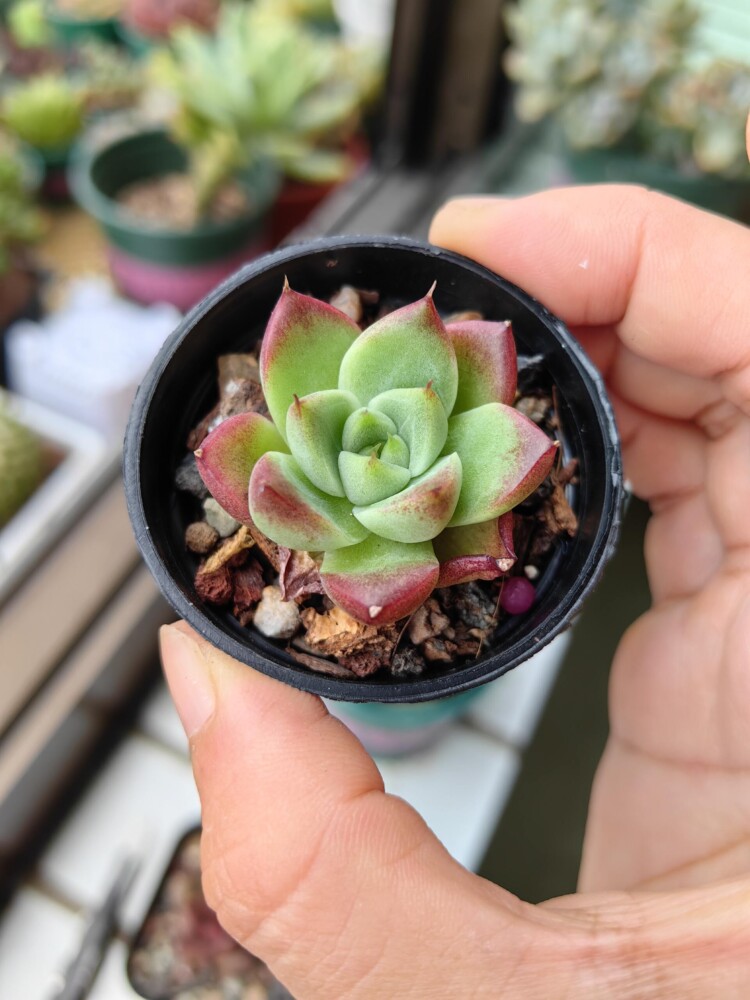 梅雨季的多肉