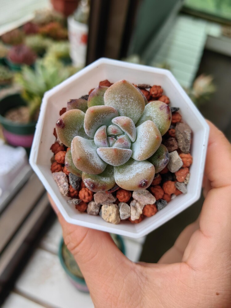 梅雨季的多肉