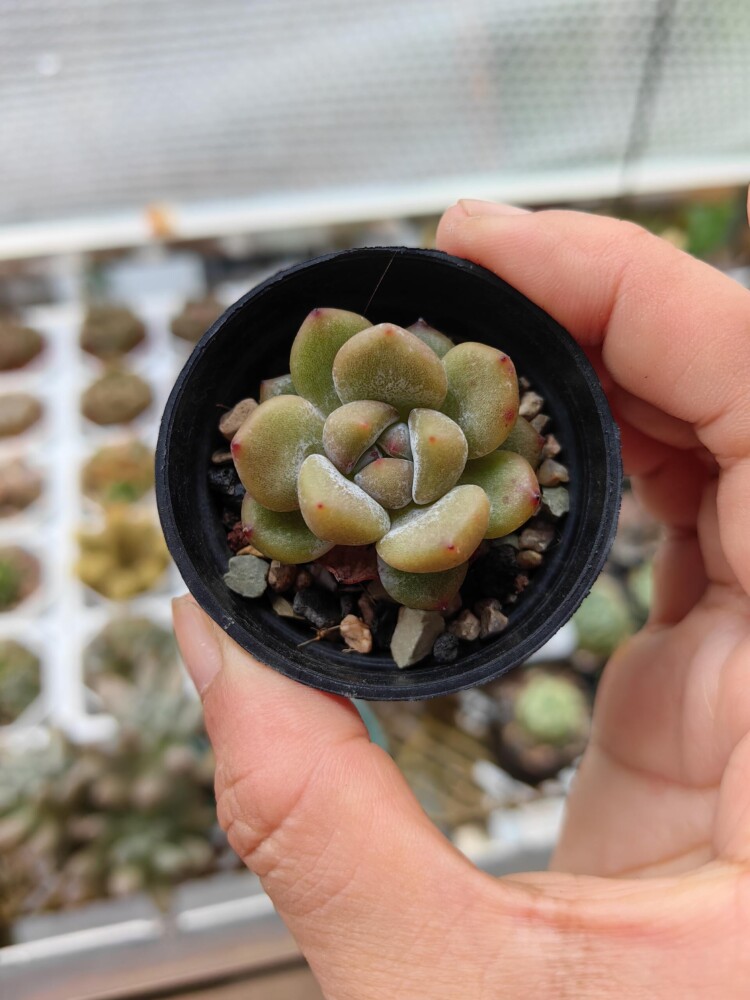 梅雨季的多肉