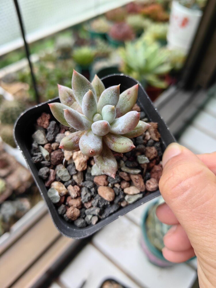 梅雨季的多肉