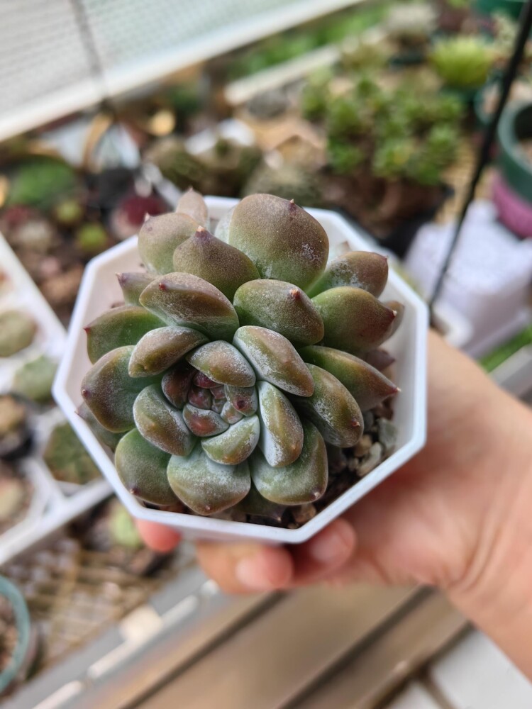 梅雨季的多肉