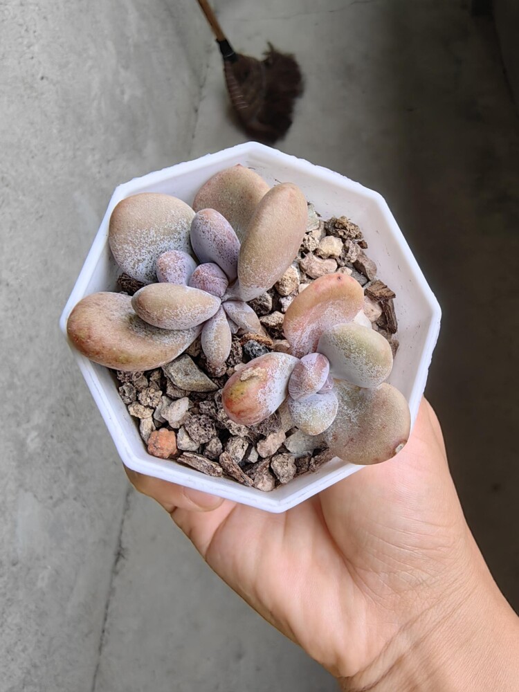 梅雨季的多肉